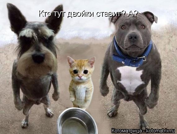 Кто тут двойки ставит? А?... Котоматрица: Кто тут двойки ставит? А?