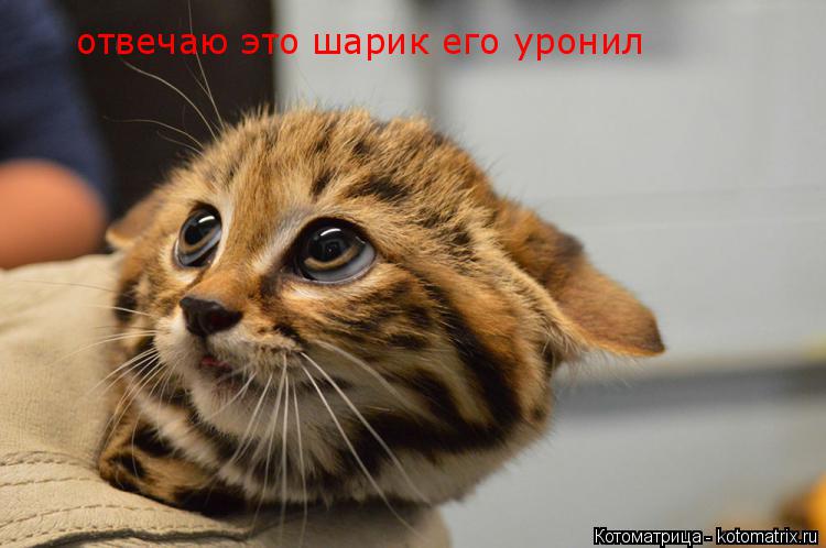 отвечаю это шарик его уронил... Котоматрица: отвечаю это шарик его уронил