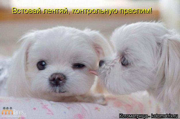 Встовай лентяй, контрольную праспим!... Котоматрица: Встовай лентяй, контрольную праспим!