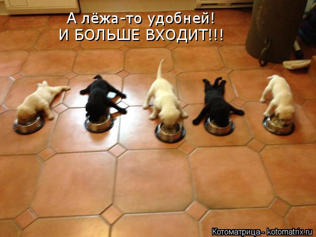 А лёжа-то удобней! И БОЛЬШЕ ВХОДИТ!!!... Котоматрица: А лёжа-то удобней! И БОЛЬШЕ ВХОДИТ!!!