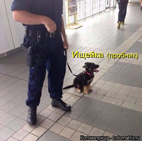 Ищейка (пробник)... Котоматрица: Ищейка (пробник)