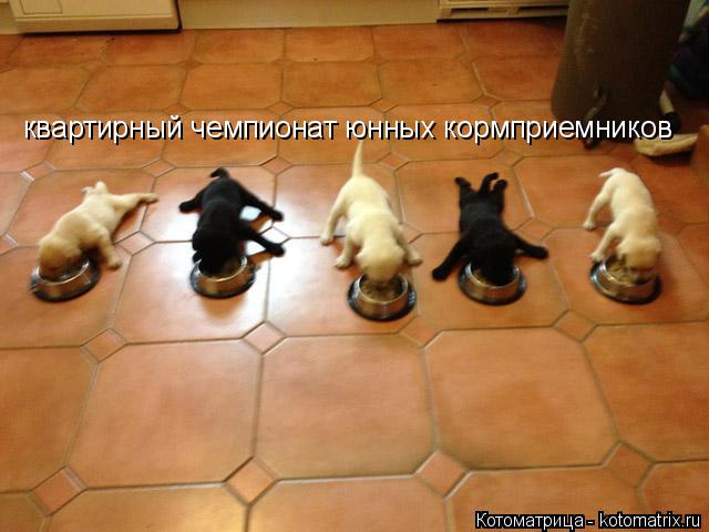 квартирный чемпионат юнных кормприемников... Котоматрица: квартирный чемпионат юнных кормприемников