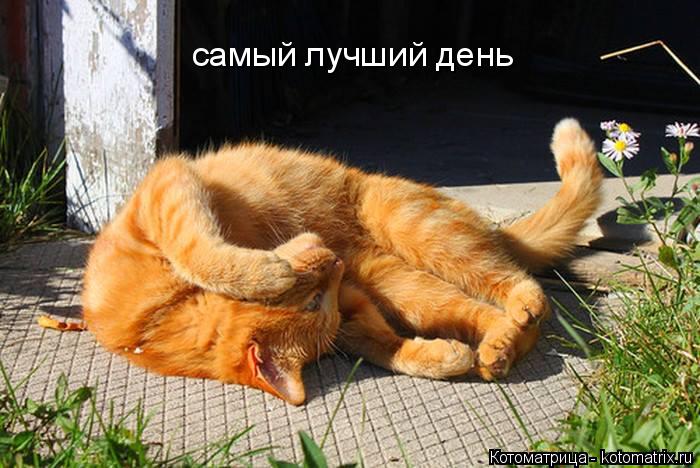 самый лучший день... Котоматрица: самый лучший день