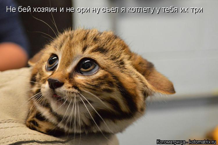 Не бей хозяин и не ори ну съел я котлету у тебя их три... Котоматрица: Не бей хозяин и не ори ну съел я котлету у тебя их три