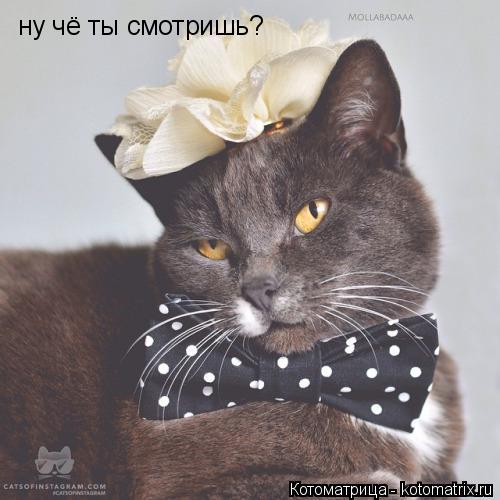 ну чё ты смотришь?... Котоматрица: ну чё ты смотришь?
