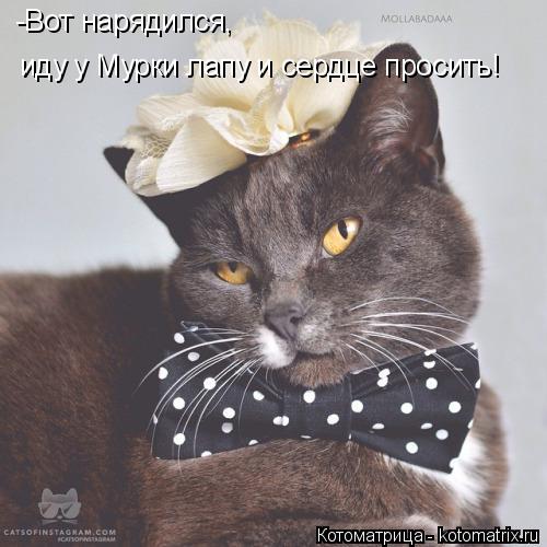 -Вот нарядился, иду у Мурки лапу и сердце просить!... Котоматрица: -Вот нарядился, иду у Мурки лапу и сердце просить!