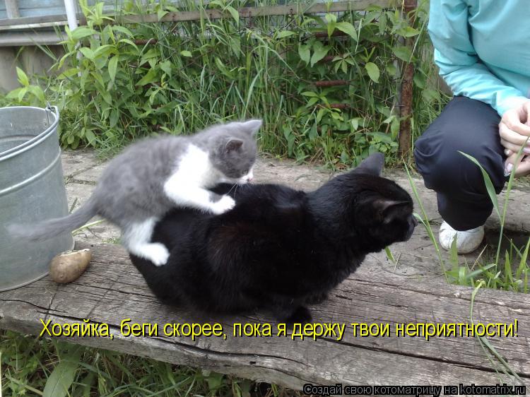 Хозяйка, беги скорее, пока я держу твои неприятности!... Котоматрица: Хозяйка, беги скорее, пока я держу твои неприятности!