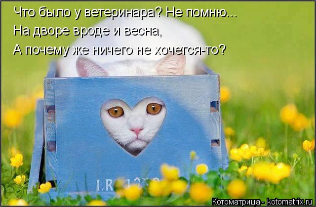 Что было у ветеринара? Не помню... На дворе вроде и весна, А почему же ничего не хочется-то?... Котоматрица: Что было у ветеринара? Не помню... На дворе вроде и весна, А почему же ничего не хочется-то?