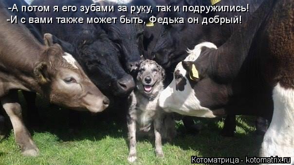 -А потом я его зубами за руку, так и подружились! -И с вами также может быть, Федька он добрый!... Котоматрица: -А потом я его зубами за руку, так и подружились! -И с вами также может быть, Федька он добрый!