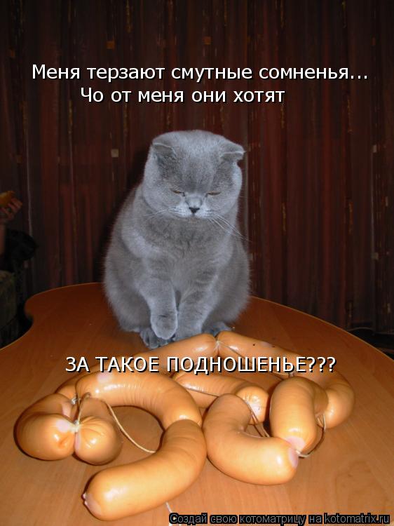 Котоматрица: Меня терзают смутные сомненья... Чо от меня они хотят ЗА ТАКОЕ ПОДНОШЕНЬЕ???