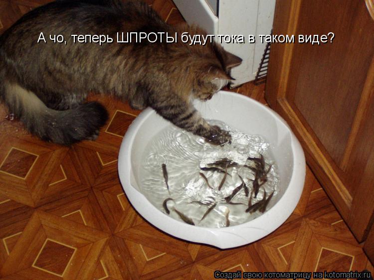 А чо, теперь ШПРОТЫ будут тока в таком виде?... Котоматрица: А чо, теперь ШПРОТЫ будут тока в таком виде?