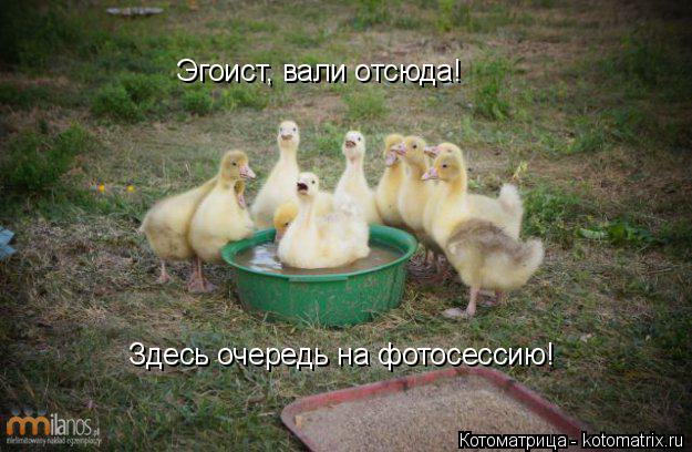 Эгоист, вали отсюда! Здесь очередь на фотосессию!... Котоматрица: Эгоист, вали отсюда! Здесь очередь на фотосессию!