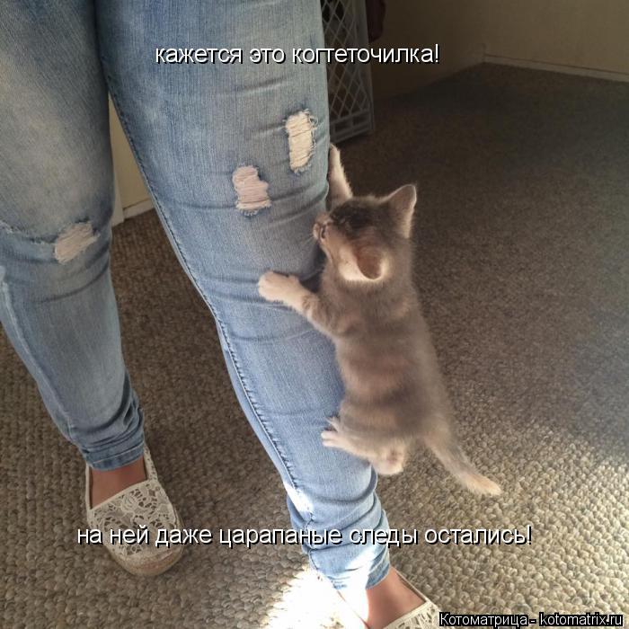 кажется это когтеточилка! на ней даже царапаные следы остались!... Котоматрица: кажется это когтеточилка! на ней даже царапаные следы остались!