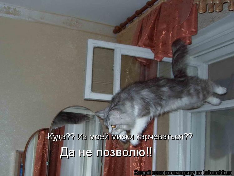 -Куда?? Из моей миски харчеваться?? Да не позволю!!... Котоматрица: -Куда?? Из моей миски харчеваться?? Да не позволю!!