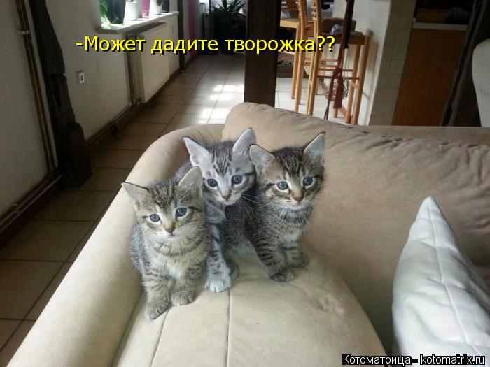 -Может дадите творожка??... Котоматрица: -Может дадите творожка??