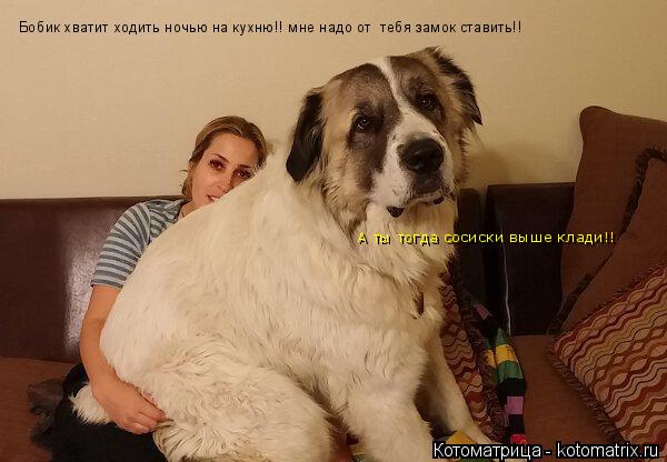 Бобик хватит ходить ночью на кухню!! мне надо от тебя замок ставить!! А ты тогда сосиски выше клади!... Котоматрица: Бобик хватит ходить ночью на кухню!! мне надо от тебя замок ставить!! А ты тогда сосиски выше клади!!