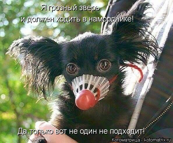 Я грозный зверь и должен ходить в наморднике! Да только вот не один не подходит!... Котоматрица: Я грозный зверь и должен ходить в наморднике! Да только вот не один не подходит!