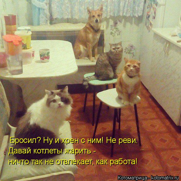 Бросил? Ну и хрен с ним! Не реви. Давай котлеты жарить - ничто так не отвлекает, как работа!... Котоматрица: Бросил? Ну и хрен с ним! Не реви. Давай котлеты жарить - ничто так не отвлекает, как работа!
