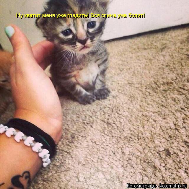 Ну хватит меня уже гладить! Вся спина уже болит!... Котоматрица: Ну хватит меня уже гладить! Вся спина уже болит!