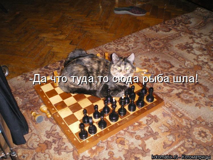 -Да что туда,то сюда рыба шла!... Котоматрица: -Да что туда,то сюда рыба шла!