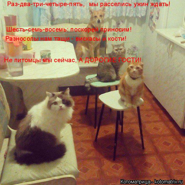 Раз-два-три-четыре-пять, мы расселись ужин ждать! Шесть-семь-восемь: поскорей приносим! Разносолы нам... Котоматрица: Раз-два-три-четыре-пять, мы расселись ужин ждать! Шесть-семь-восемь: поскорей приносим! Разносолы нам тащи - вискасы и кости! Не питомцы мы се