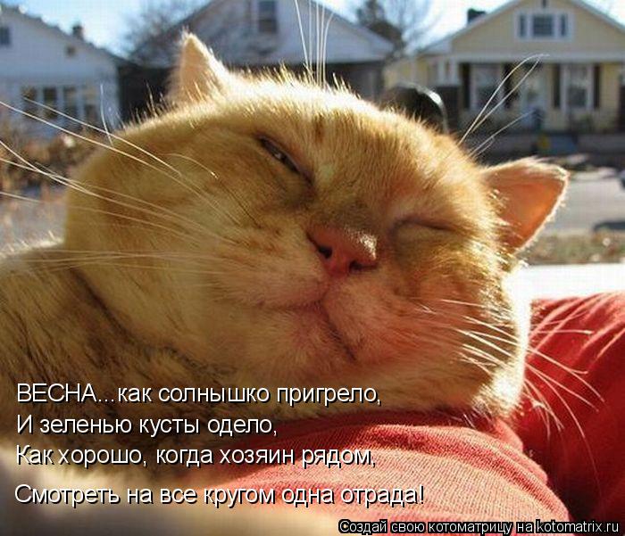 ВЕСНА...как солнышко пригрело, И зеленью кусты одело, Как хорошо, когда хозяин рядом, Смотреть на все... Котоматрица: ВЕСНА...как солнышко пригрело, И зеленью кусты одело, Как хорошо, когда хозяин рядом, Смотреть на все кругом одна отрада!