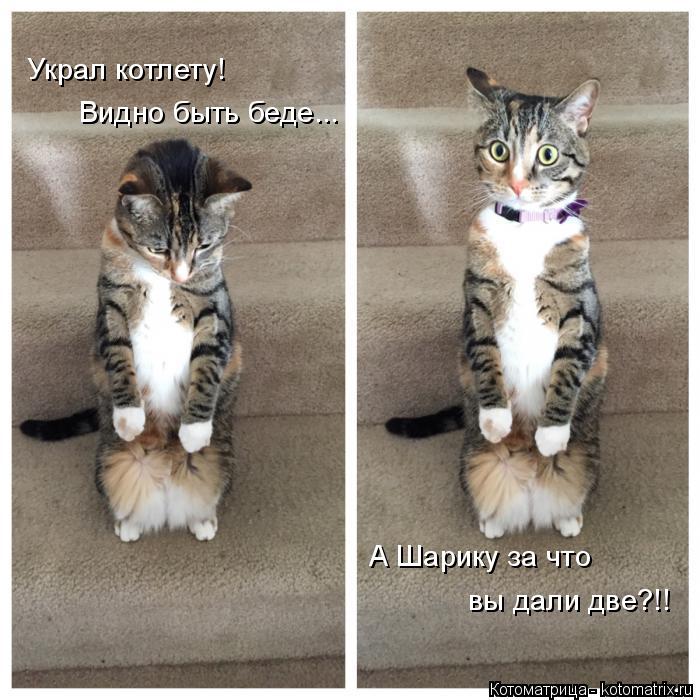 Украл котлету! Видно быть беде... А Шарику за что вы дали две?!!... Котоматрица: Украл котлету! Видно быть беде... А Шарику за что вы дали две?!!