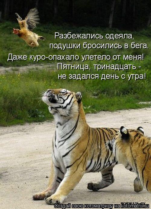 Разбежались одеяла, подушки бросились в бега. Даже куро-опахало улетело от меня! Пятница, тринадцать ... Котоматрица: Разбежались одеяла, подушки бросились в бега. Даже куро-опахало улетело от меня! Пятница, тринадцать - не задался день с утра!