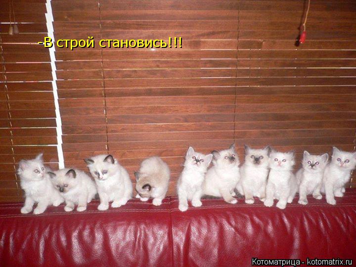 -В строй становись!!!... Котоматрица: -В строй становись!!!