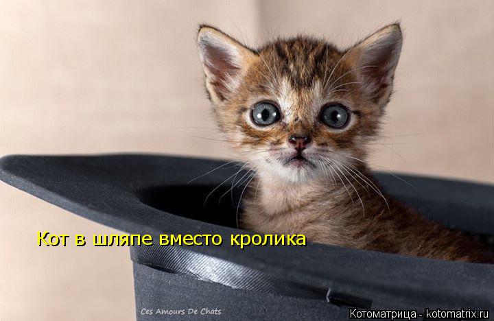 Кот в шляпе вместо кролика... Котоматрица: Кот в шляпе вместо кролика