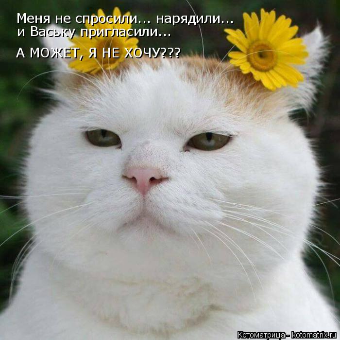 Меня не спросили... нарядили... и Ваську пригласили... А МОЖЕТ, Я НЕ ХОЧУ???... Котоматрица: Меня не спросили... нарядили... и Ваську пригласили... А МОЖЕТ, Я НЕ ХОЧУ???
