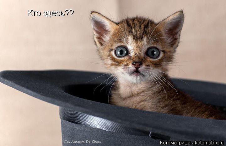Кто здесь??... Котоматрица: Кто здесь??