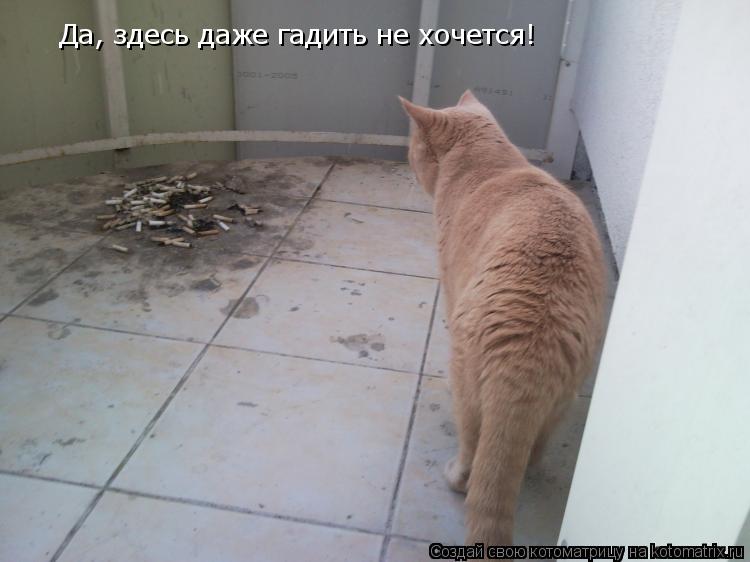 Да, здесь даже гадить не хочется!... Котоматрица: Да, здесь даже гадить не хочется!