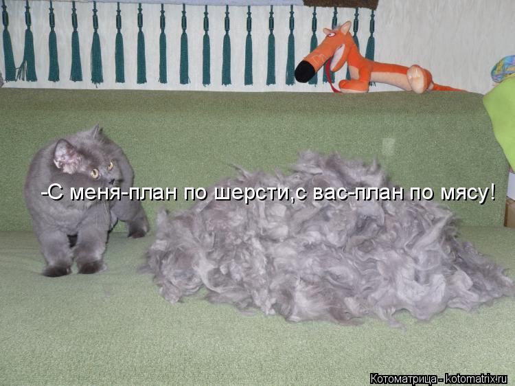 -С меня-план по шерсти,с вас-план по мясу!... Котоматрица: -С меня-план по шерсти,с вас-план по мясу!