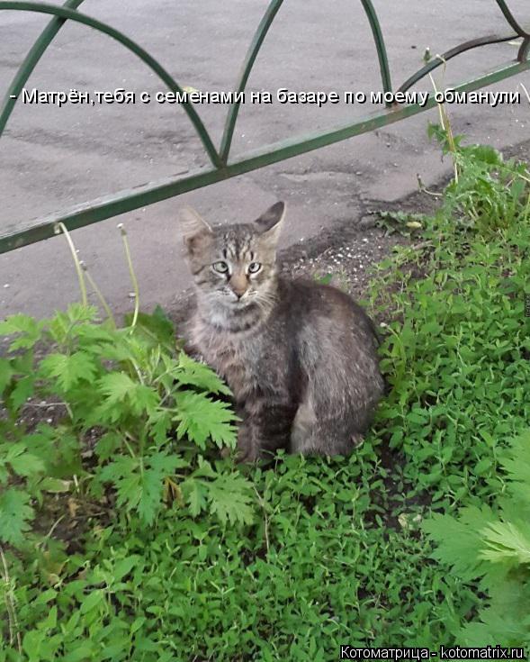 - Матрён,тебя с семенами на базаре по моему обманули... Котоматрица: - Матрён,тебя с семенами на базаре по моему обманули