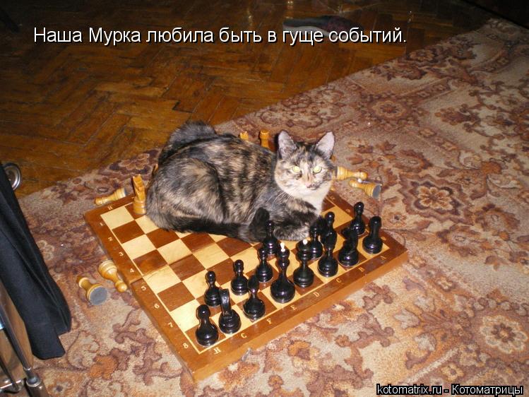 Наша Мурка любила быть в гуще событий.... Котоматрица: Наша Мурка любила быть в гуще событий.