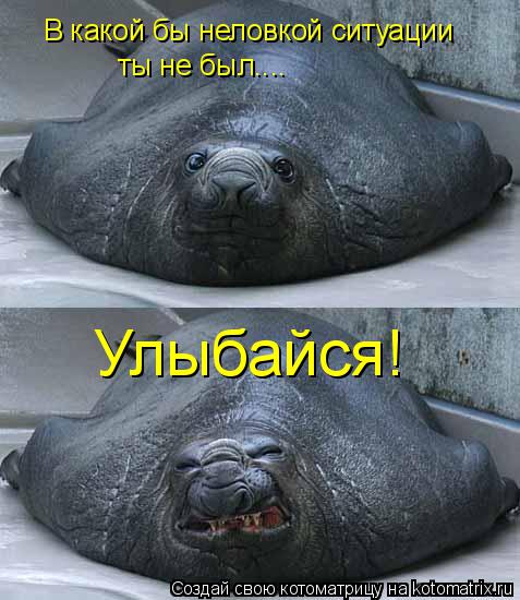 В какой бы неловкой ситуации ты не был.... Улыбайся!... Котоматрица: В какой бы неловкой ситуации ты не был.... Улыбайся!