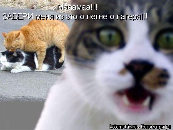Мааамаа!!! ЗАБЕРИ меня из этого летнего лагеря!!!... Котоматрица: Мааамаа!!! ЗАБЕРИ меня из этого летнего лагеря!!!