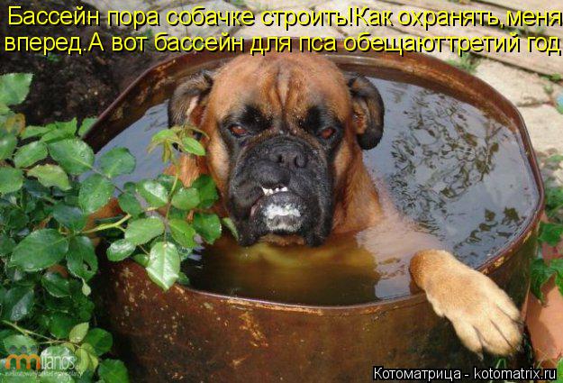 Бассейн пора собачке строить!Как охранять,меня вперед.А вот бассейн для пса обещают третий год.... Котоматрица: Бассейн пора собачке строить!Как охранять,меня вперед.А вот бассейн для пса обещают третий год.