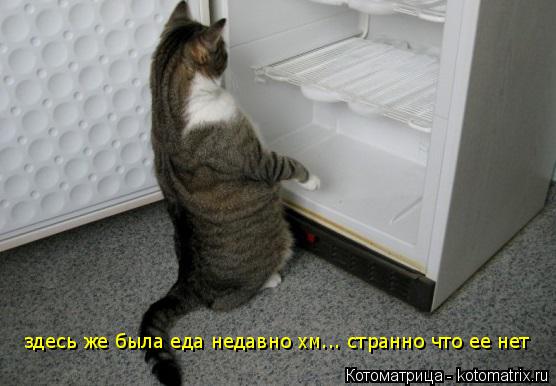 здесь же была еда недавно хм... странно что ее нет... Котоматрица: здесь же была еда недавно хм... странно что ее нет
