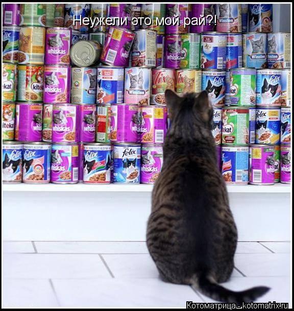 Неужели это мой рай?!... Котоматрица: Неужели это мой рай?!