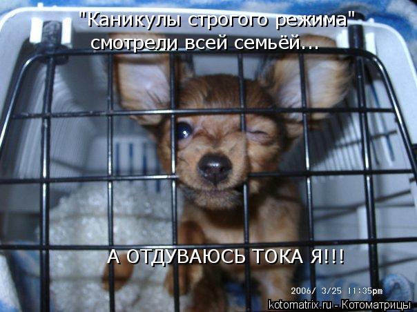 "Каникулы строгого режима" смотрели всей семьёй... А ОТДУВАЮСЬ ТОКА Я!!!... Котоматрица: "Каникулы строгого режима" смотрели всей семьёй... А ОТДУВАЮСЬ ТОКА Я!!!