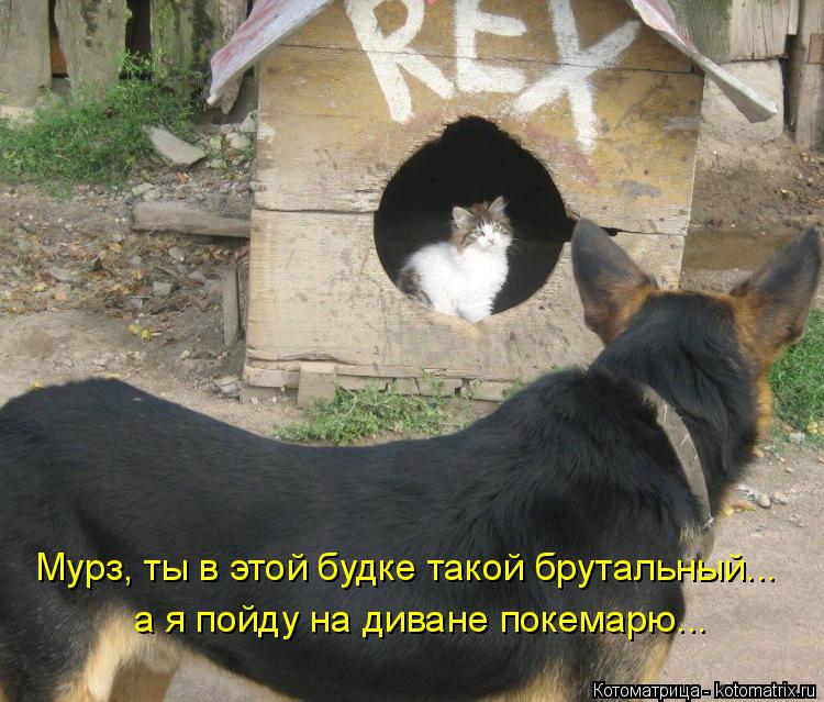 Котоматрица: Мурз, ты в этой будке такой брутальный... а я пойду на диване покемарю...