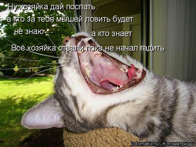 Котоматрица: Ну хозяйка дай поспать а кто за тебя мышей ловить будет не знаю а кто знает Всё хозяйка отвали пока не начал гадить