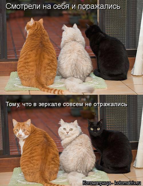 Котоматрица: Смотрели на себя и поражались Тому, что в зеркале совсем не отражались