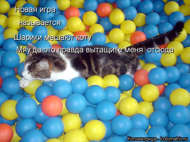 Котоматрица: Новая игра называется Шарики мешают коту Мяу да это правда вытащите меня  отсюда Мяу да это правда вытащите меня  отсюда