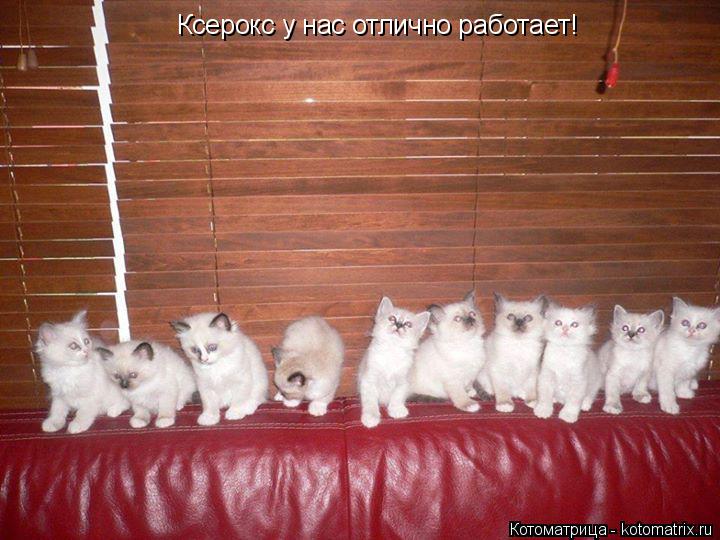 Ксерокс у нас отлично работает!... Котоматрица: Ксерокс у нас отлично работает!