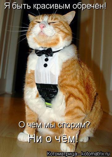 Я быть красивым обречён! О чём мы спорим? Ни о чём!... Котоматрица: Я быть красивым обречён! О чём мы спорим? Ни о чём!