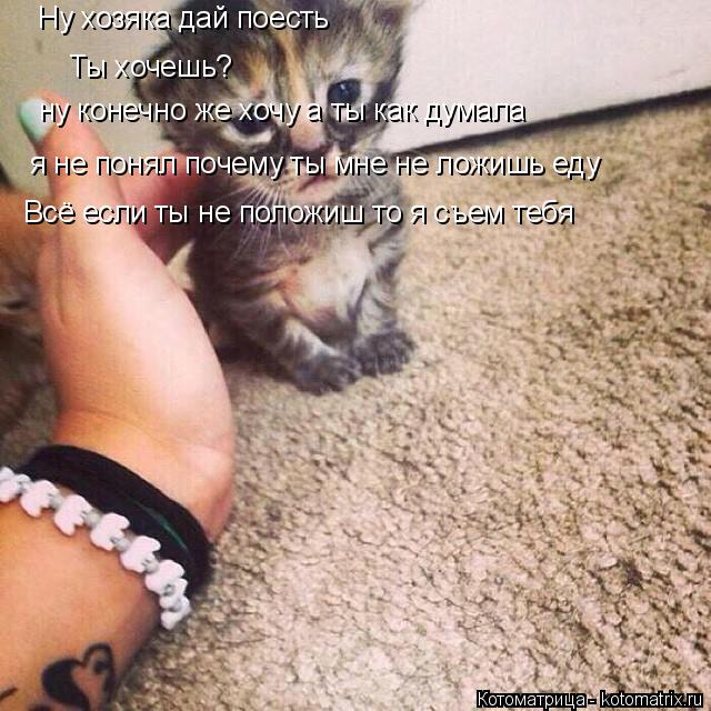 Котоматрица: Ну хозяка дай поесть Ты хочешь? ну конечно же хочу а ты как думала я не понял почему ты мне не ложишь еду Всё если ты не положиш то я съем тебя