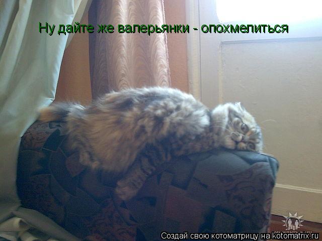 Котоматрица: Ну дайте же валерьянки - опохмелиться